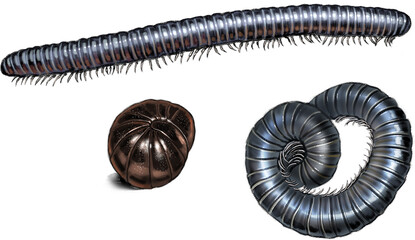 Millipede crawling across forest floor, a segmented invertebrate with numerous legs, often found in damp, decaying environments.