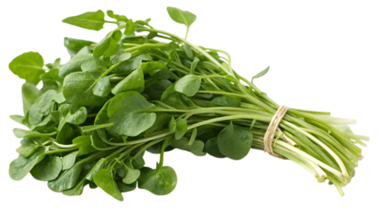 Fresh bunch of watercress isolated on transparent background