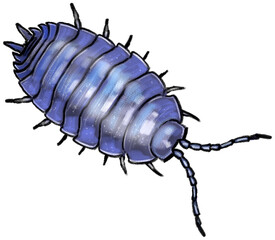 Slater, a small, grey, segmented crustacean commonly found under logs and stones, known for rolling into a ball when disturbed.