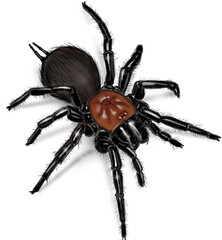 New Zealand tunnelweb spider in its web retreat, a native ground-dwelling spider known for its funnel-shaped silk tunnel.

