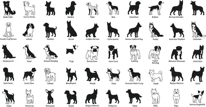 What are All of the Dog Breeds: Ultimate Guide to Every Breed