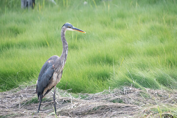 Great Blue Heron (Ardea herodias)