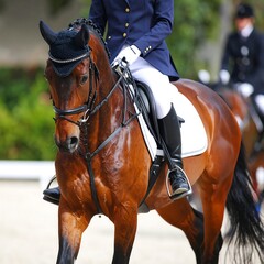 Obraz premium Equestrian competition, horse and rider (8)