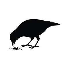 Silhouette of a crow scavenging for food on a white background
