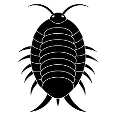 black beetle isolated on white background