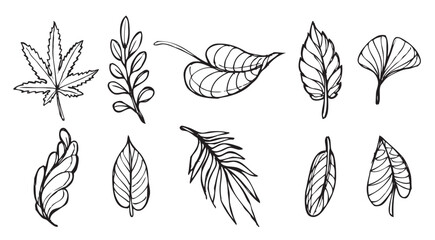 Obraz premium Japanese Maple vector