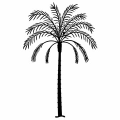 Fototapeta premium Date Palm Isolated Silhouette