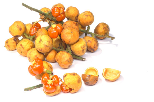Baccaurea motleyana fruit is a fruit that tastes sour sweet.