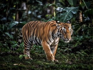 Obraz premium A striking Bengal tiger prowls through the dense tropical jungle, its intense eyes locked forward as it moves with stealth and power. Surrounded by lush green foliage, this image captures the raw
