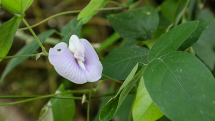Fully Bloomed Butterfly Pea Flower (Clitoria ternatea) with Vivid Blue Petals and Lush Green Foliage, Close-Up in Natural Setting, Ideal for Herbal, Botanical, and Culinary-Themed Designs