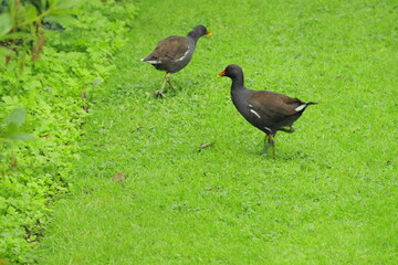 Pair of common moorhens walking on bright green grass in natural parkland habitat, distinctive red beak waterfowl birds captured in vibrant outdoor wildlife and nature photography scene