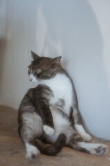 A playful and adorable cat