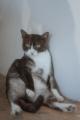 A playful and adorable cat