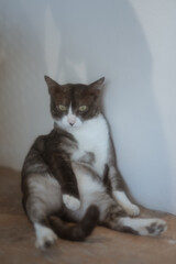 A playful and adorable cat