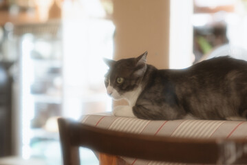 A playful and adorable cat