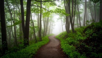 Fototapeta premium Misty forest path
