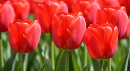Fototapeta premium red and white tulips
