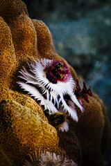 Indo-Pacific Christmas Tree Worms (Spirobranchus corniculatus)