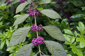 Vibrant Callicarpa japonica Branch Featuring Lush Green Foliage and Abundant Clusters of Deep Purple Berries.