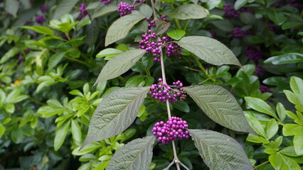 Vibrant Callicarpa japonica Branch Featuring Lush Green Foliage and Abundant Clusters of Deep Purple Berries.