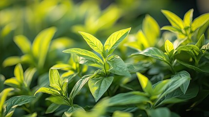Vibrant Green Foliage: A Burst of Spring