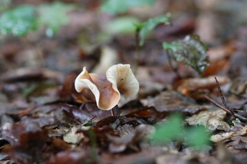 kleiner Pilz im Wald 