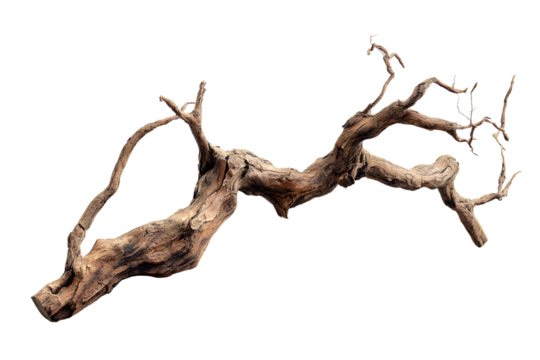 - Bare Tree Branch with Twisted Twigs and Natural Texture Side View Isolated on Transparent Background PNG - Powered by Adobe