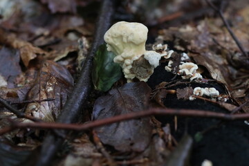 Baumpilze im Wald 