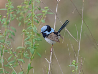 Male Superb Fairywren (Malurus cyaneus) perched on a thin branch with green leaf foliage and bokeh background