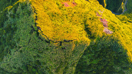 Outdoor Adventure Hikers Walking Through Dense Tropical Grasslands.