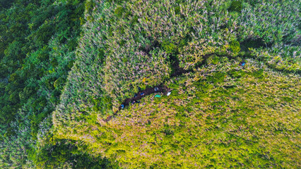 Stunning overhead image of showcasing a natural transition from thick jungle canopy to windswept...