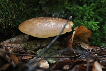 wilde Waldpilze in der Natur