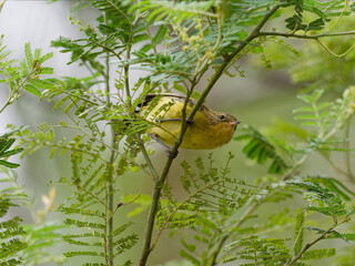 Yellow Thornbill (Acanthiza nana) perched on a green fern branch in a rainforest environment.