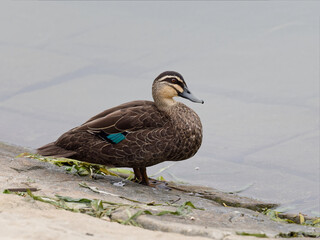 Pacific Black Duck (Anas superciliosa) standing on the cement paved bank of a dam looking over the water.