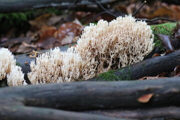 Waldpilz flatterige Koralle