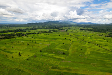 Fototapeta premium Rice Field of Farmer and sun in the morning,in Thailand