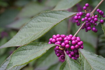 Vibrant Callicarpa japonica Branch Featuring Lush Green Foliage and Abundant Clusters of Deep Purple Berries.