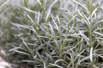 Fresh Rosemary Herb grow outdoor. Rosemary leaves Close-up.