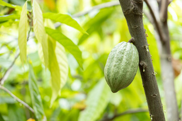 Cacao Tree (Theobroma cacao). Organic cocoa fruit pods in nature.