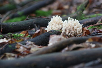Waldpilz flatterige Koralle