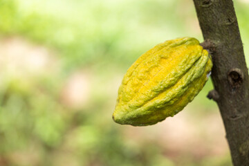 Cacao Tree (Theobroma cacao). Organic cocoa fruit pods in nature.