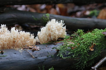 Waldpilz flatterige Koralle