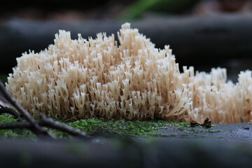 Waldpilz flatterige Koralle