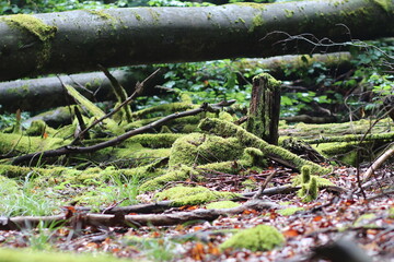 close up  moosiger Wald Landschaft