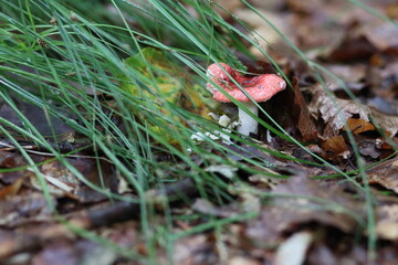T&auml;ubling Giftpilz im Wald 