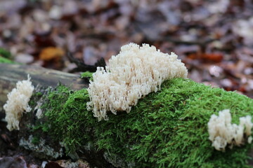 Waldpilz flatterige Koralle