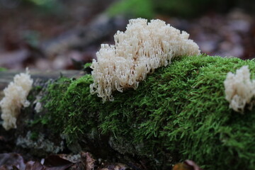 Waldpilz flatterige Koralle