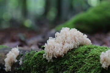 Waldpilz flatterige Koralle