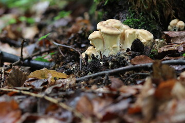 Riesenporling essbare Pilze im Wald