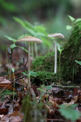 wilde Waldpilze in der Natur